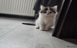 Turkish Angora cats for sale: Kitten ready to go  - Image 3