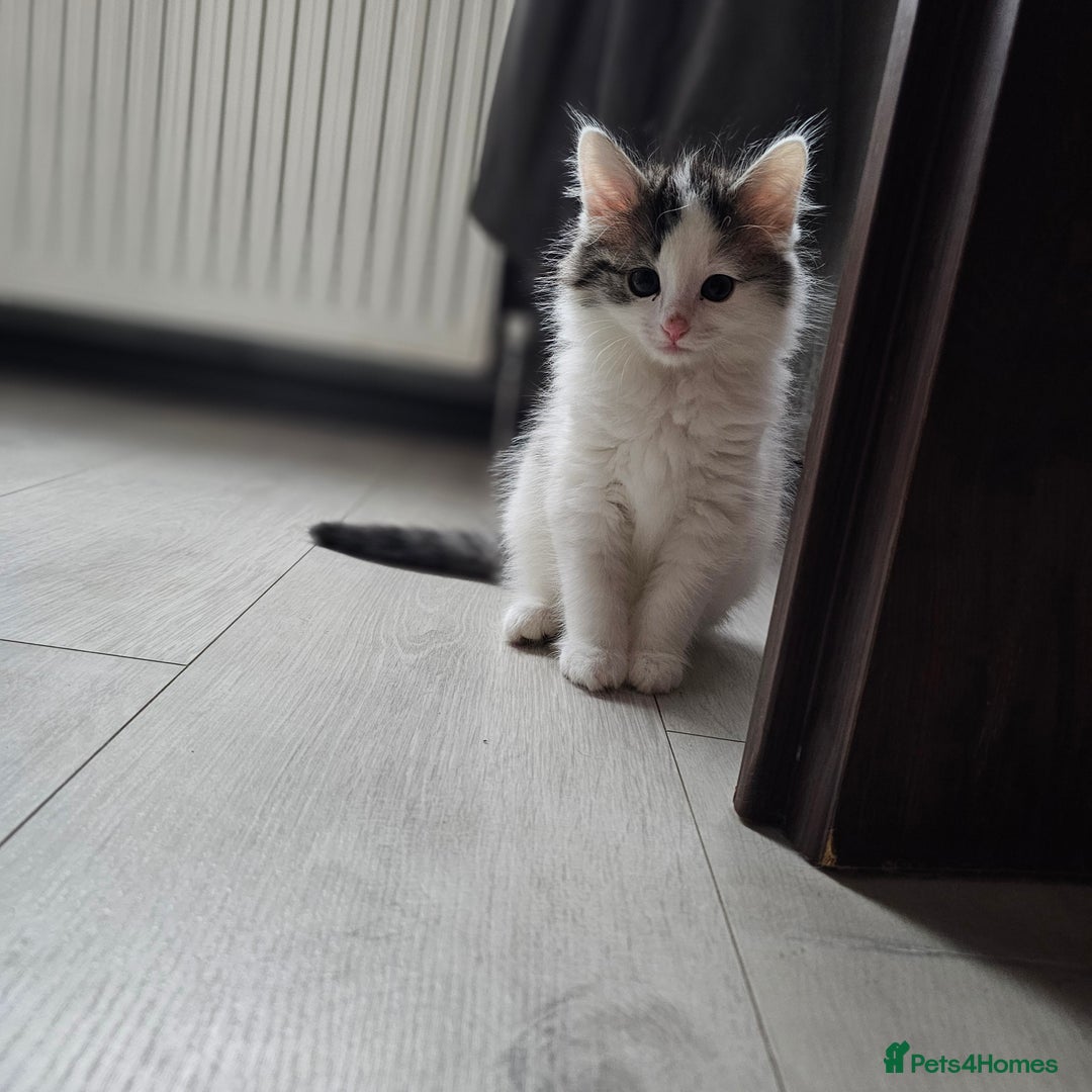 Turkish Angora cats for sale: Kitten ready to go  - Image 3