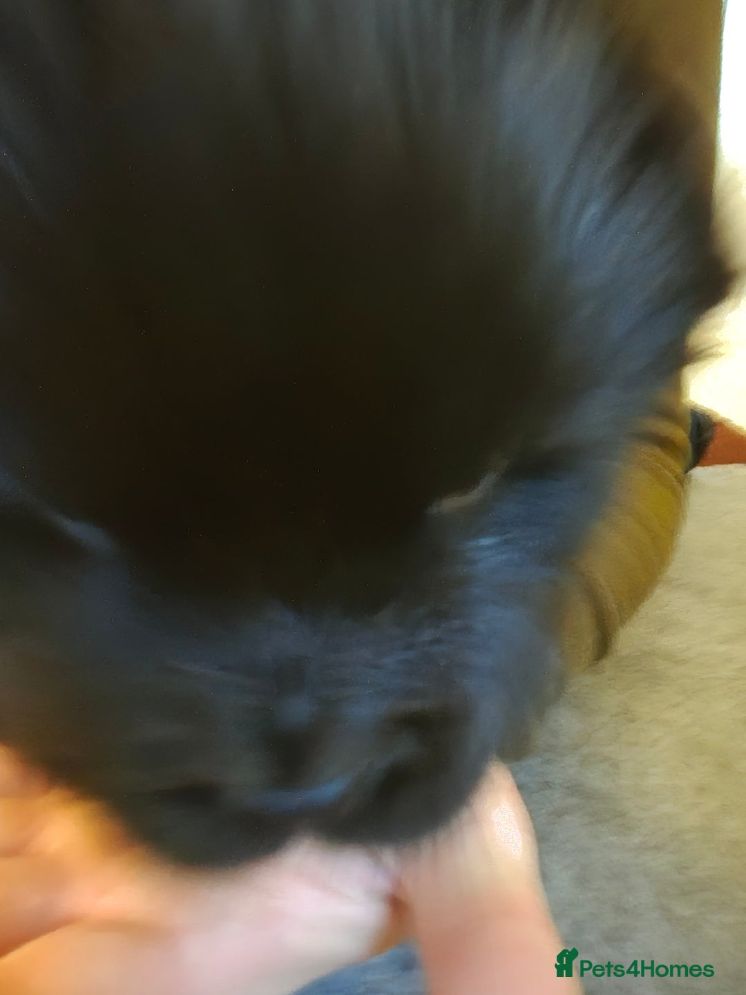 Chow Chow dogs for sale: Adorable Chow Chow puppies. Ready soon. - Advert 7