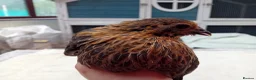 Chickens poultry for sale: Bearded Serama Trio for Loving Home - Advert 17