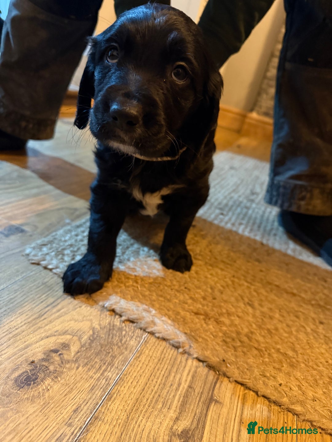 Mixed Breed dogs for sale: Golden Retriever cross Sprollies - Advert 12