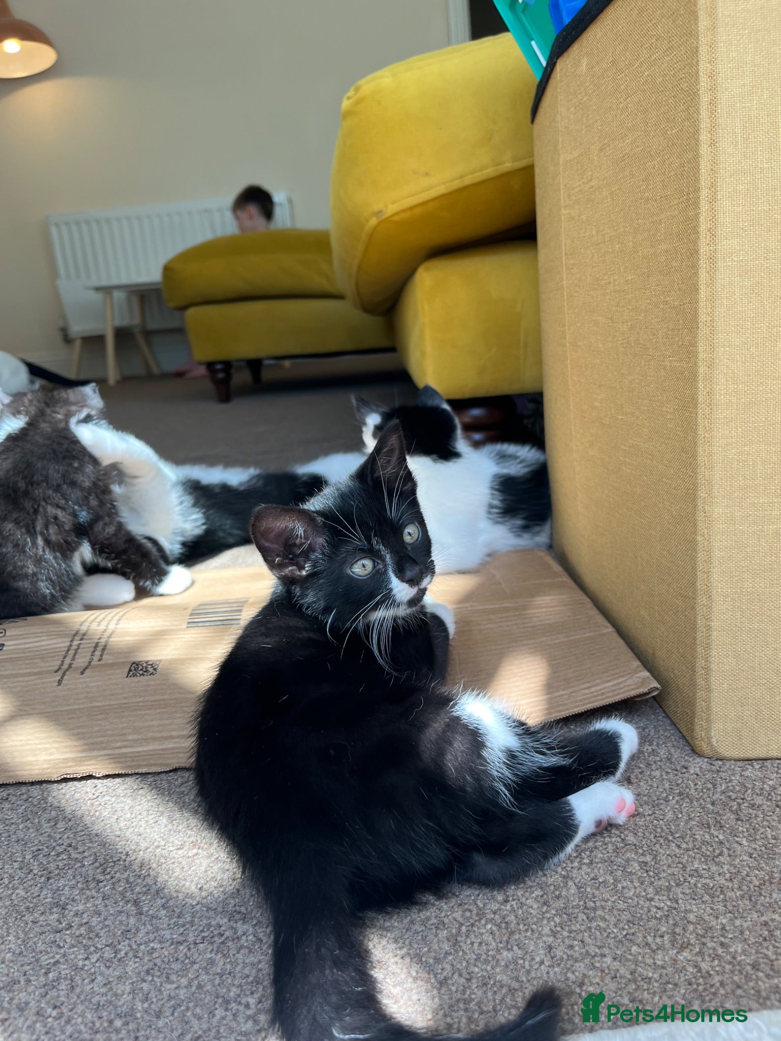 Mixed Breed cats 1 Beautiful girl Kitten in Great Malvern - Advert 11
