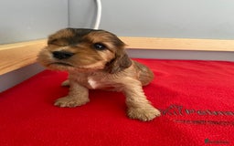 Cocker Spaniel dogs for sale: KC Sable show type Cocker spaniel puppies - Image 11