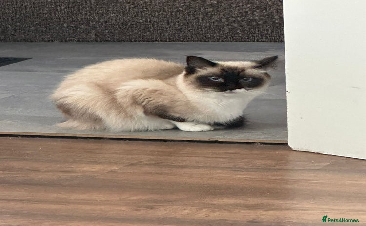 Ragdoll cats - Advert 16