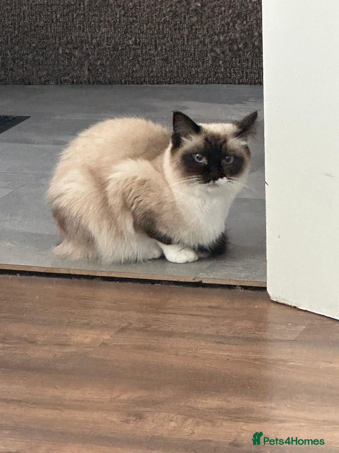 Ragdoll cats for sale: Gccf registered female ragdoll - Image 1