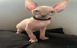 Sphynx cats for sale: 5 Playful & Affectionate Sphynx Kittens - Image 3