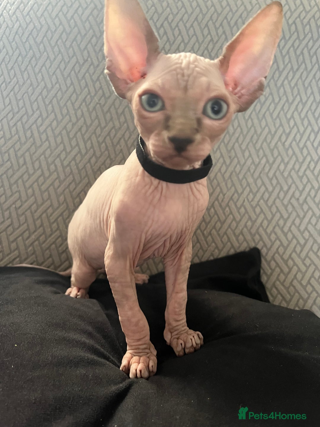 Sphynx cats for sale: 5 Playful & Affectionate Sphynx Kittens - Image 3