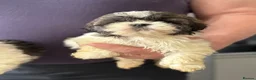 Shihpoo dogs for sale: Shitzu x poodle - Advert 4