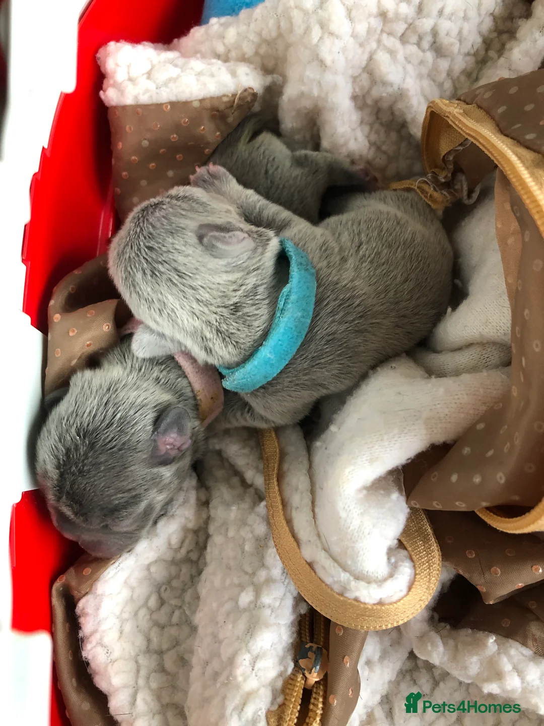 French Bulldog dogs for stud: 🇫🇷 French Bulldog For Stud  🇫🇷 in Croydon - Advert 11