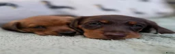 Miniature Dachshund dogs for sale: Quality miniature dachshunds  - Advert 12