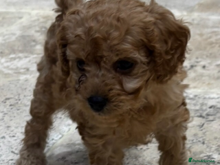 Cavapoo dogs Cavapoo f2b pups - Advert 5