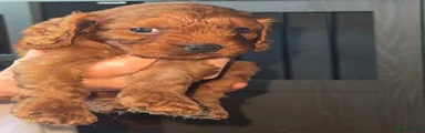 Cavapoo 1