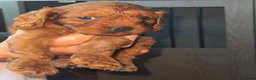 Cavapoo dogs for sale: F1 cavapoos ready to reserve - Advert 9