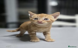 Mixed Breed cats for sale: 5 mixed kittens for sale! - Image 8