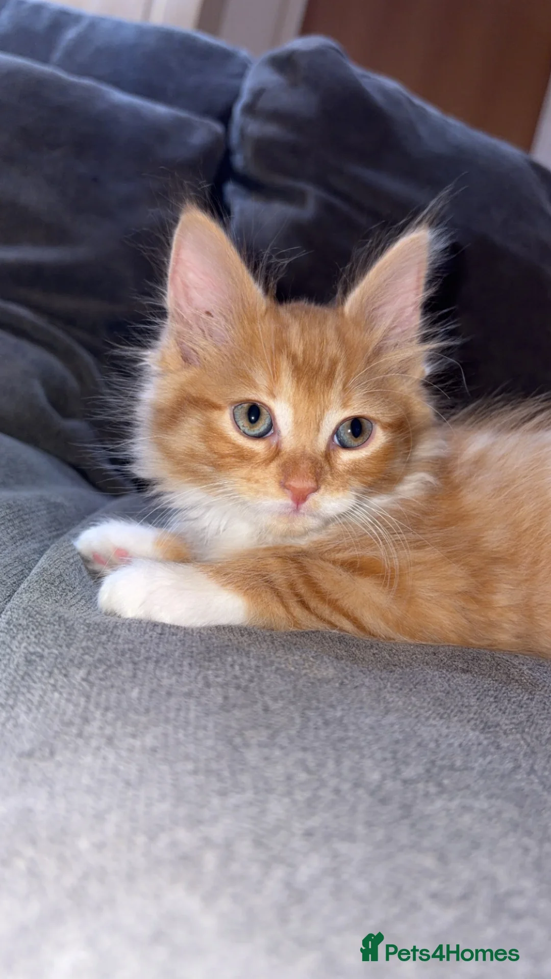 Mixed Breed cats for sale: Mixed breed kitten  - Advert 5