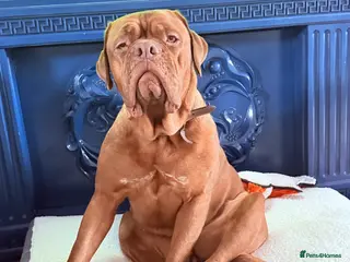 Dogue De Bordeaux dogs Dogue de Bordeaux - Advert 1