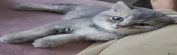 British Shorthair cats for sale: Silver/Blue Golden British Shorthair  - Advert 6