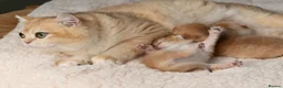 British Shorthair cats for sale: 3 Exceptional BSH Black Golden Chinchilla/Sunshine - Advert 6