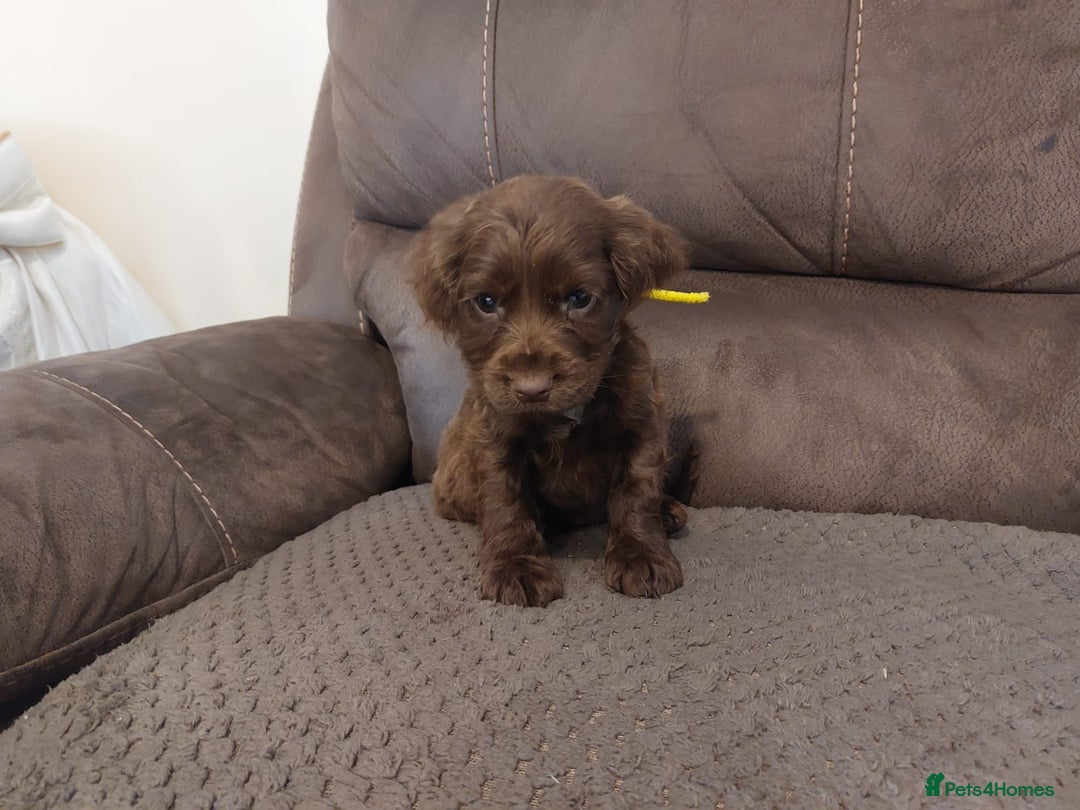 Cocker Spaniel dogs for sale: Cocker spaniel puppies  - Image 14