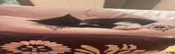 Mixed Breed cats for sale: Cuddly Tuxedo Kittens  - Advert 8