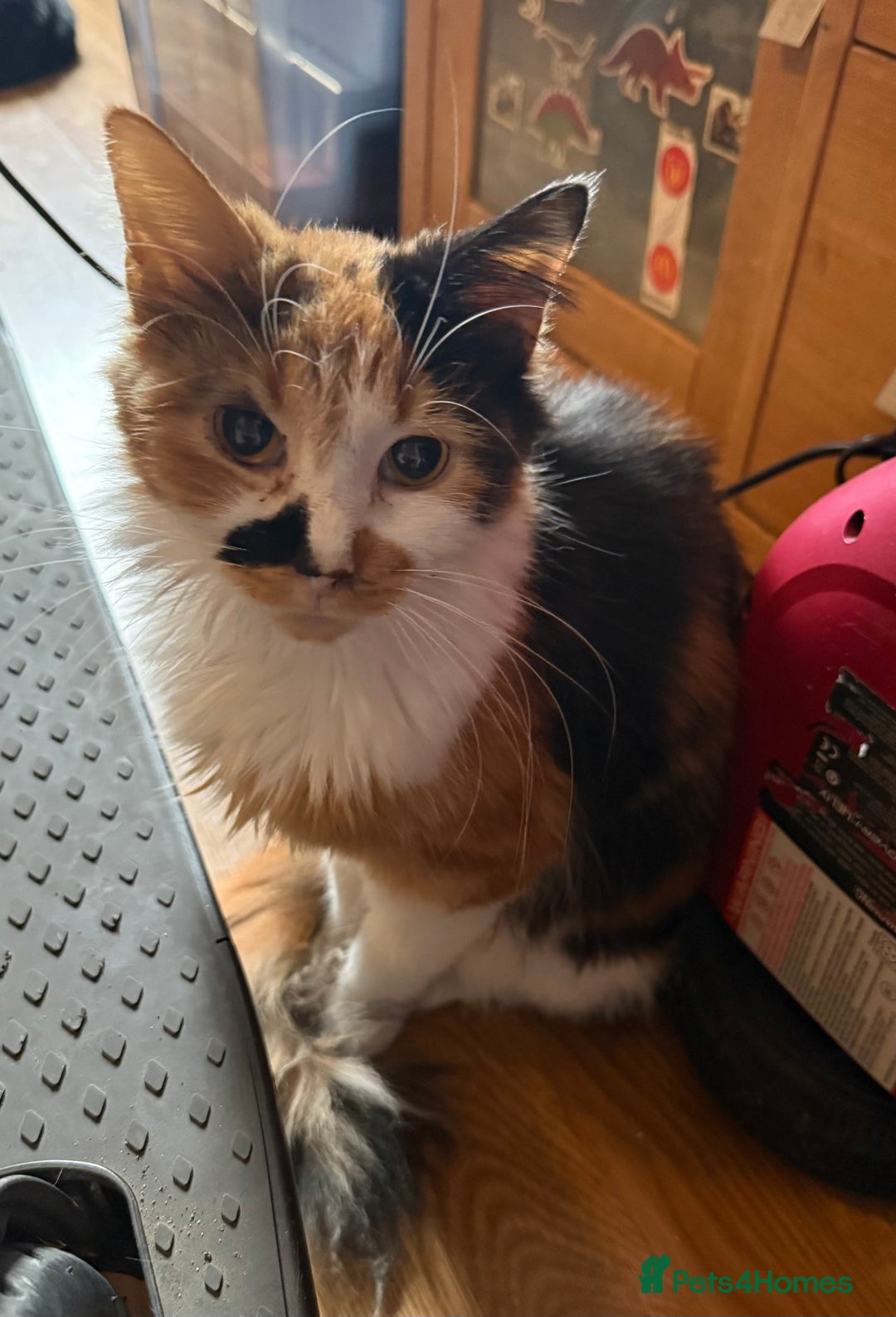 Mixed Breed cats for sale: 2 Beautiful Female Cats 6 months and 1 year old  - Image 5