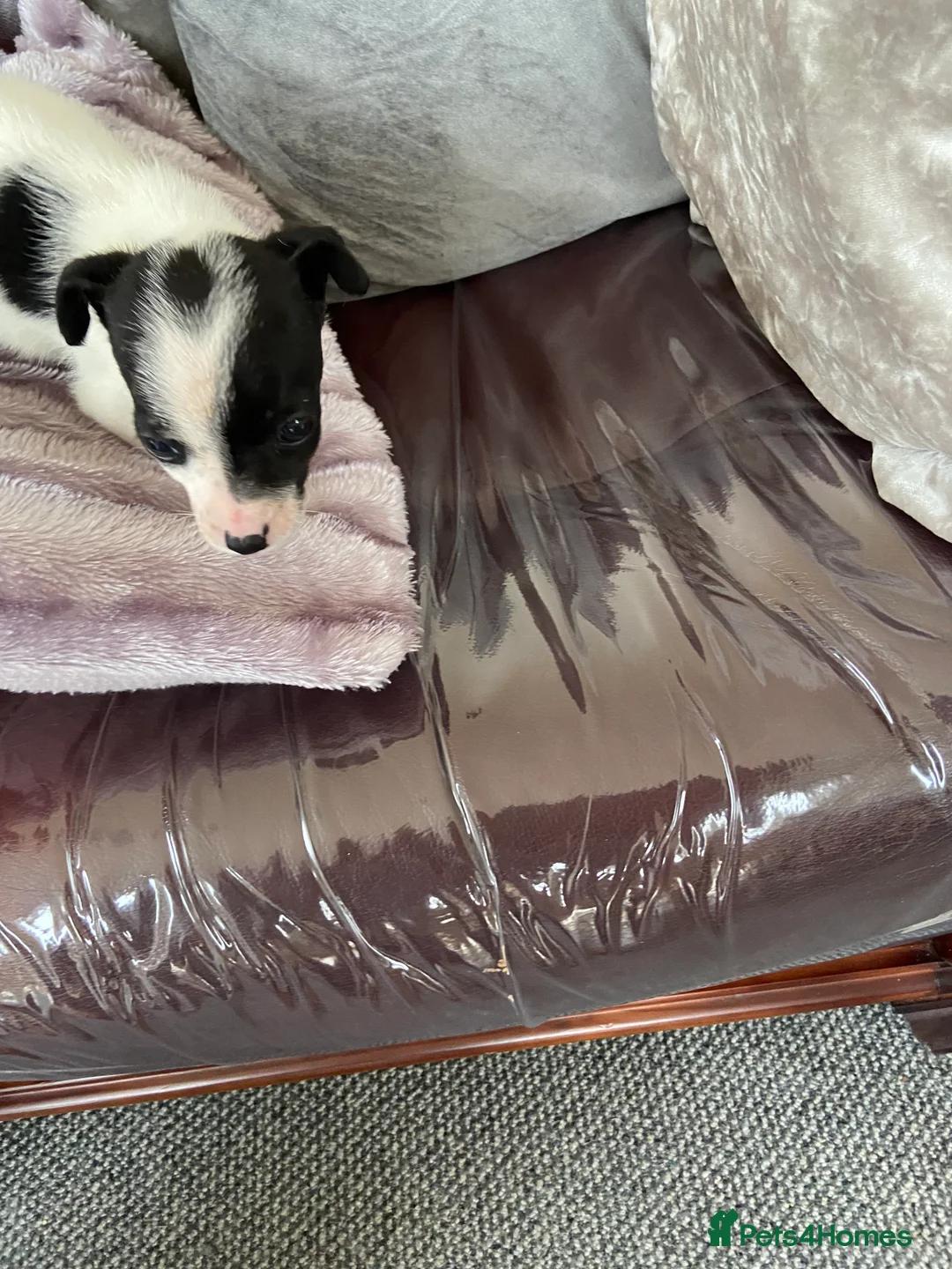 Jack Russell dogs for sale: Jack Russell  - Advert 8