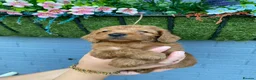 Cockapoo dogs for sale: (LAST 4 PUPS) Amazing miniature Cockapoo Puppies  - Advert 14