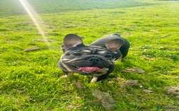 French Bulldog dogs for sale: Looking for a loving home  in Stoke-on-Trent - Image 1