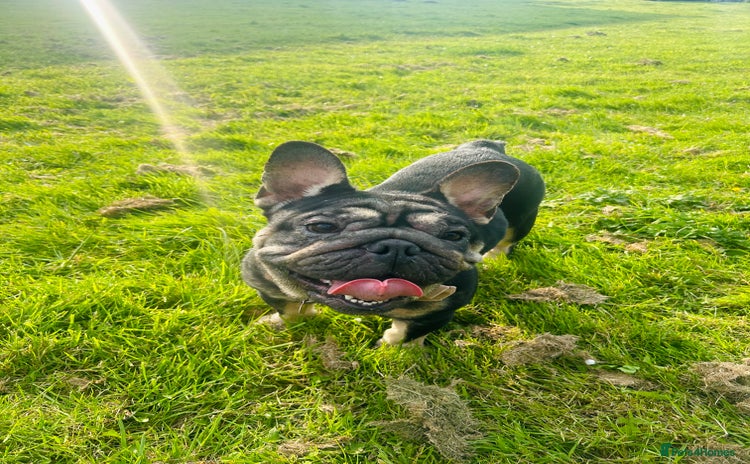 French Bulldog dogs in Stoke-on-Trent - Advert 4