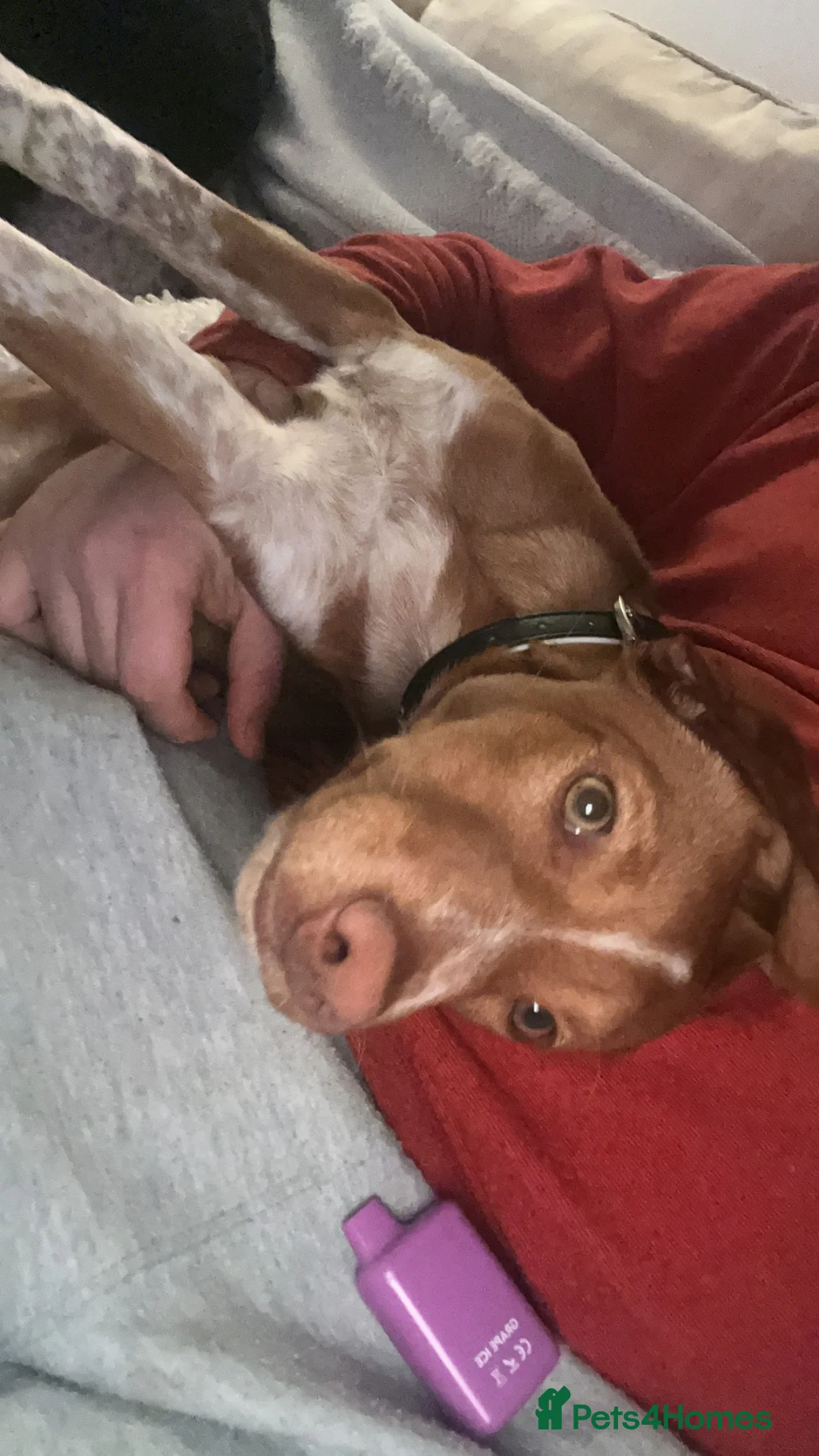 Mixed Breed dogs for sale: Visla mix  - Advert 4