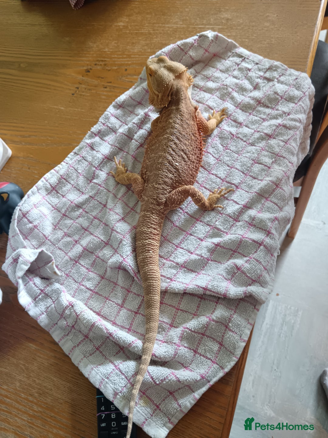 Bearded Dragon reptiles for sale: Male bearded dragon 3 years old full set up - Image 4