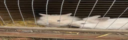 Lionhead rabbits for sale: 3x gorgeous fluffy lionhead bunnies ready to go  - Advert 20