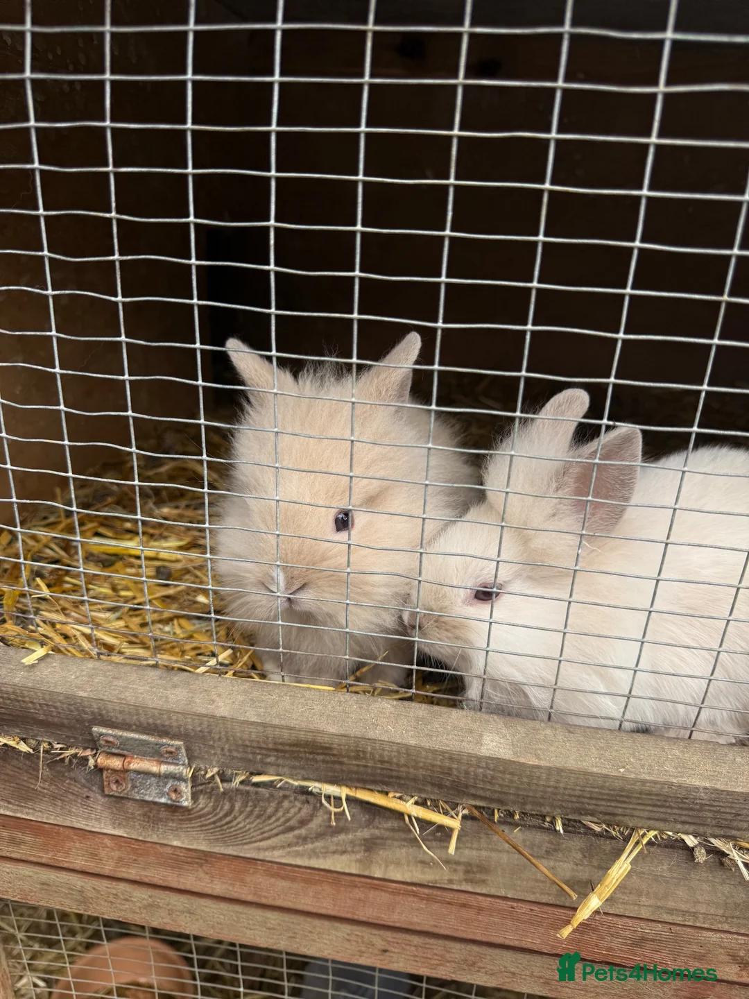 Lionhead rabbits for sale: 3x gorgeous fluffy lionhead bunnies ready to go  - Advert 20