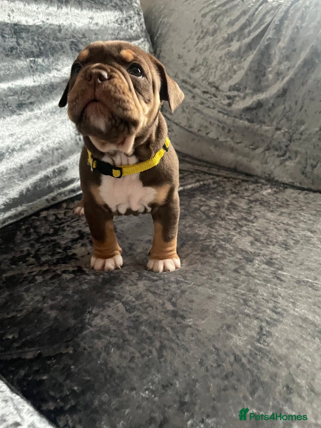 Olde English Bulldogge dogs for sale: NEBBR registered Olde English bulldogge puppies - Advert 21
