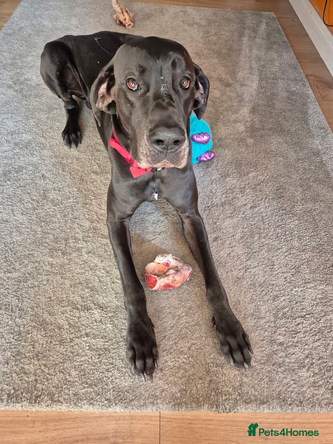 Great Dane dogs for stud: Male for Stud - Image 3