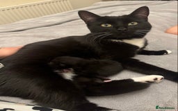 Mixed Breed cats for sale: 8 week old little boy - Image 4