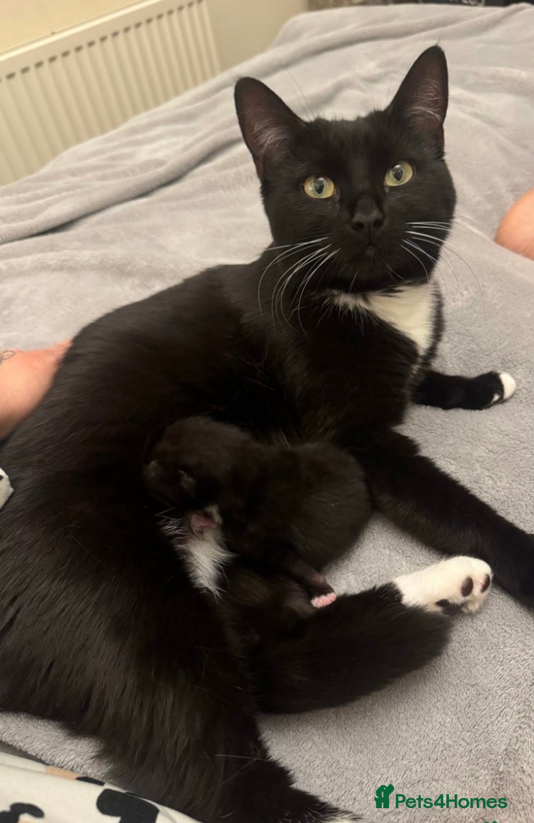 Mixed Breed cats for sale: 8 week old little boy - Image 4