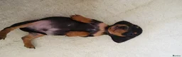 Miniature Dachshund dogs for sale:  boy dachshund Puppie ready to leave  - Advert 11