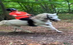 Welsh Section A horses for sale: 🧁🐴 cupcake Welsh A kids pony - Image 2