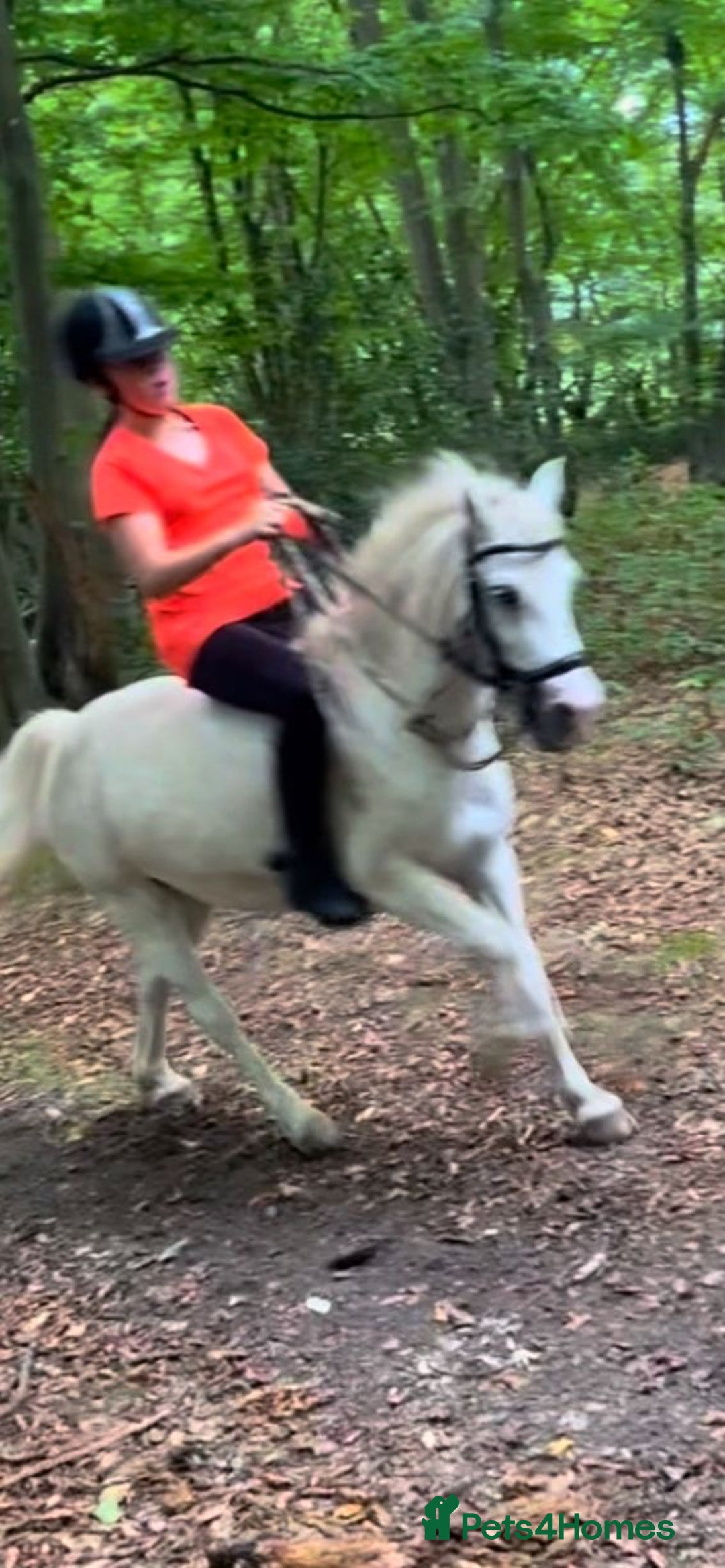 Welsh Section A horses for sale: 🧁🐴 cupcake Welsh A kids pony - Image 2