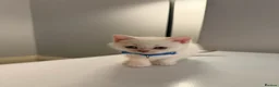 Scottish Fold cats for sale: ⭐️ 5 Beautiful Scottish Folds! ⭐️ - Advert 36
