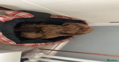 Shih Tzu dogs - Advert 3