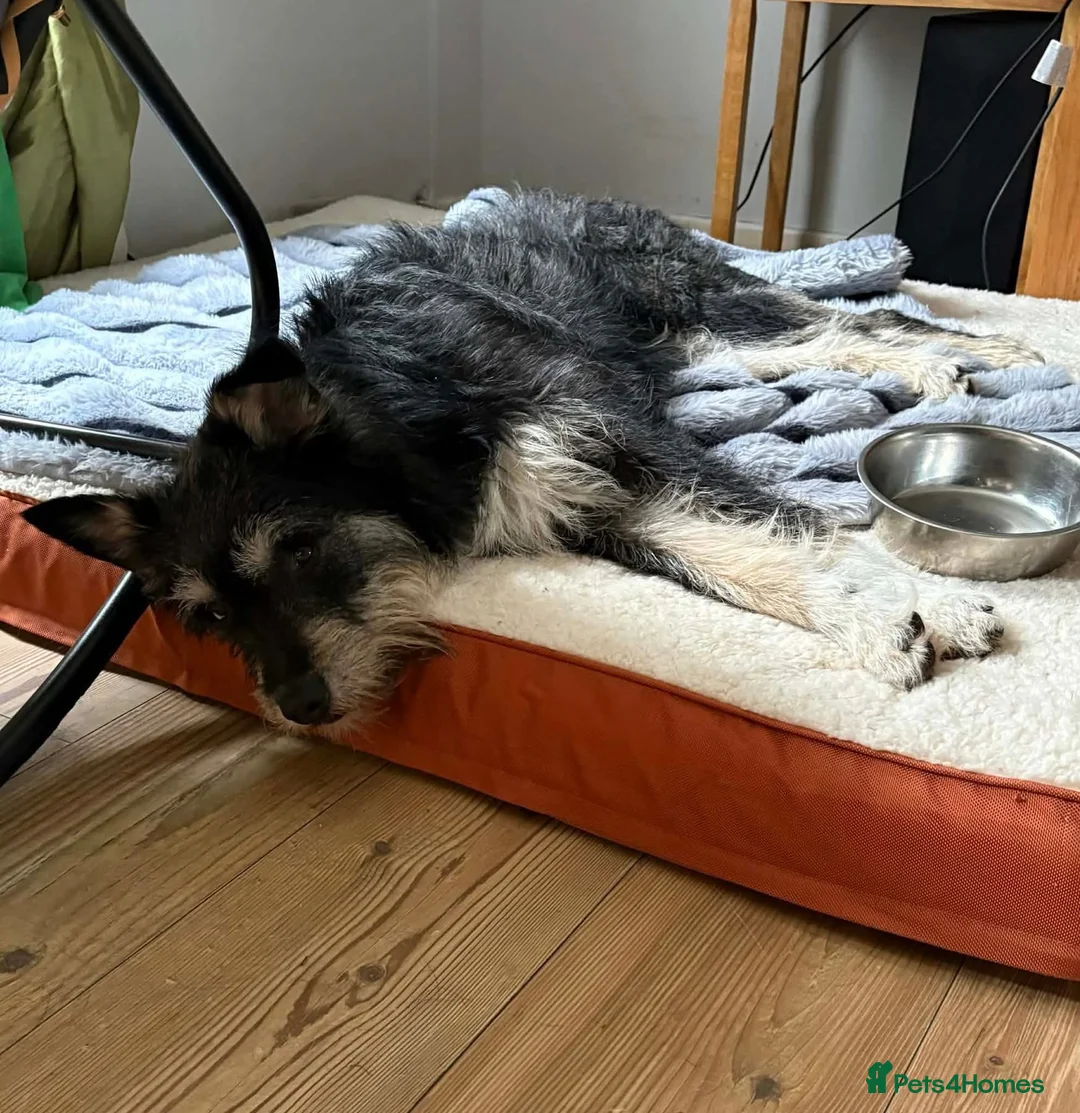 Mixed Breed dogs for adoption: Mabel - Badersfield Norfolk  - Advert 2