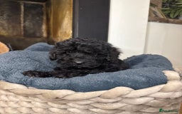 Cockapoo dogs for sale: F2 Cockapoo puppies - Advert 6