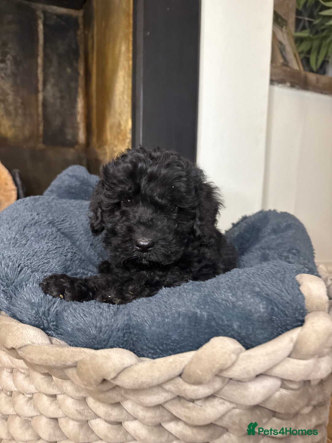 Cockapoo dogs for sale: F2 Cockapoo puppies - Advert 6