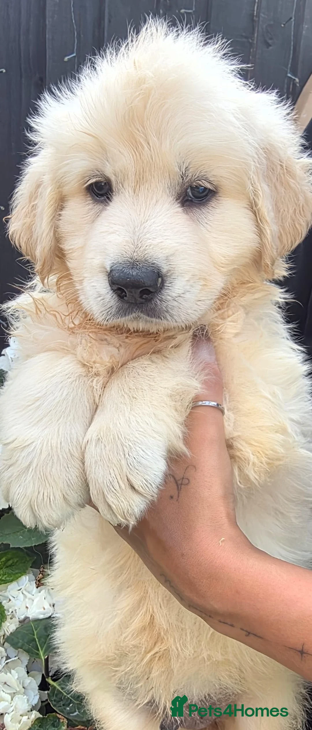 Golden Shepherd dogs for sale: Golden Shepherd puppies - Advert 8