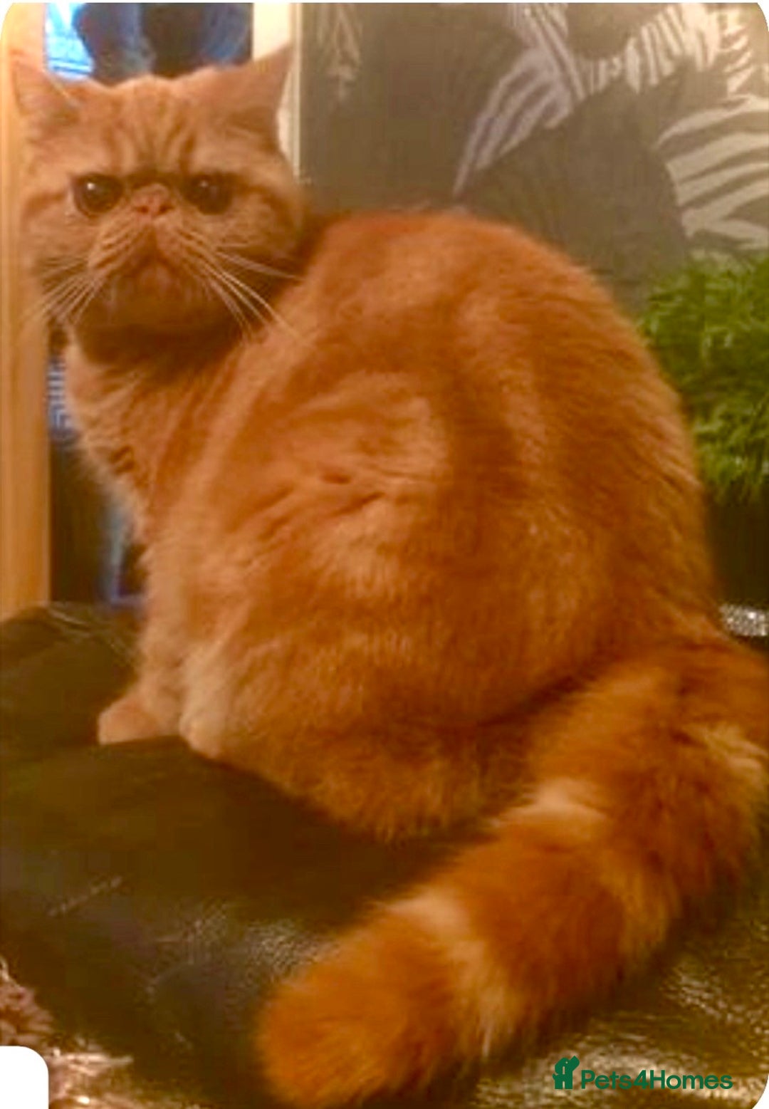 Exotic cats for sale: Gorgeous Young GCCF Exotic female PKD & PRA clear - Advert 2