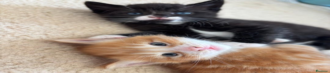 Mixed Breed Kitten 2