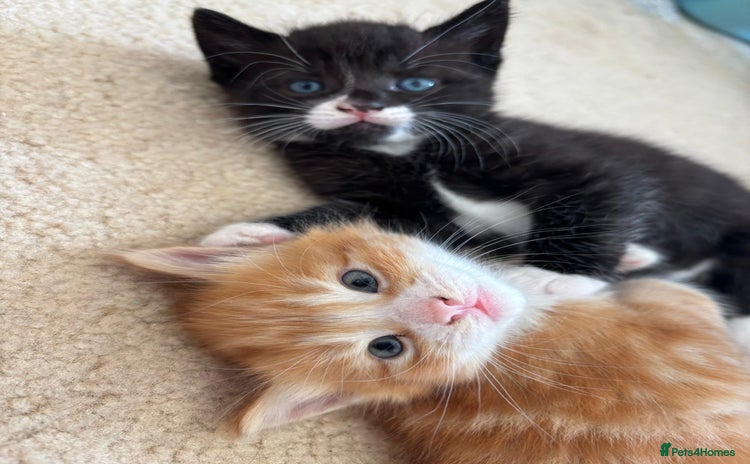 Mixed Breed cats - Advert 3