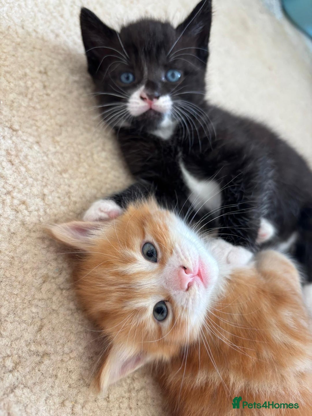 Mixed Breed cats for sale: 2 Ginger (1 m and 1 f) and 1 tuxedo male kitten - Image 1
